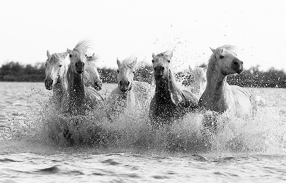 Horses - Camargue