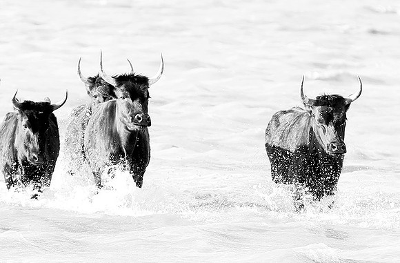 Black bulls - Camargue