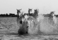 Camargue