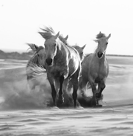 Horses - Camargue