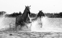 Camargue