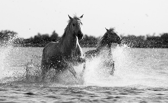 Camargue