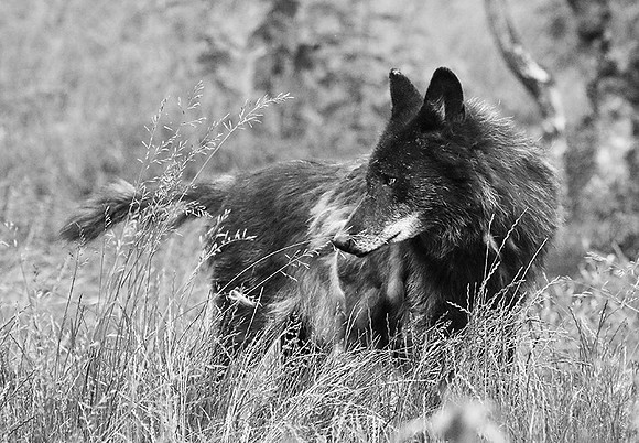 Black wolf - Parc animalier de ste Croix