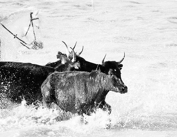 Black bulls - Camargue