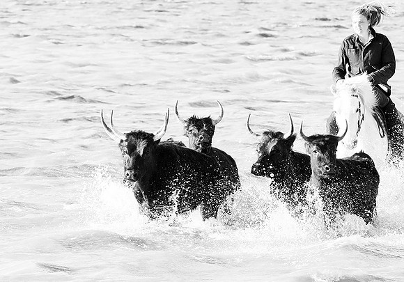 Black bulls - Camargue