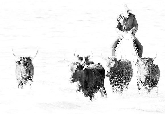 Black bulls - Camargue