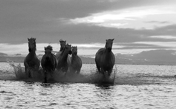Horses - Camargue