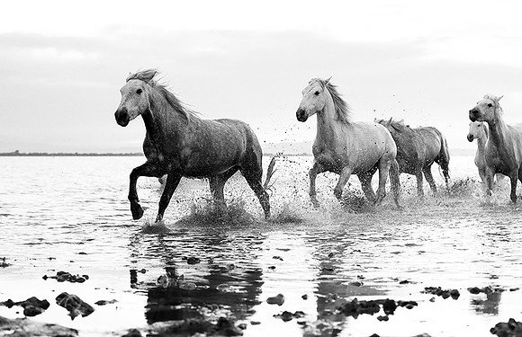 Horses - Camargue