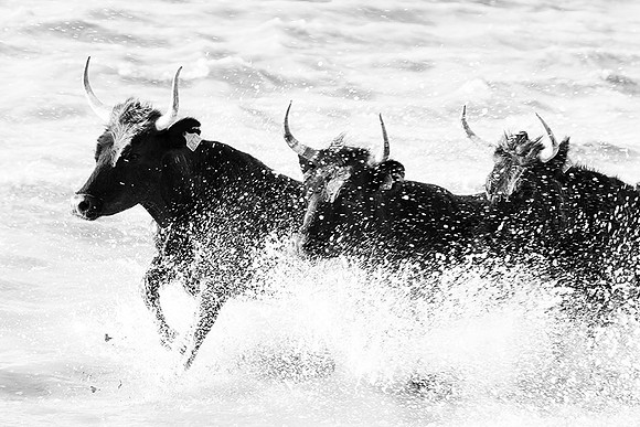 Black bulls - Camargue