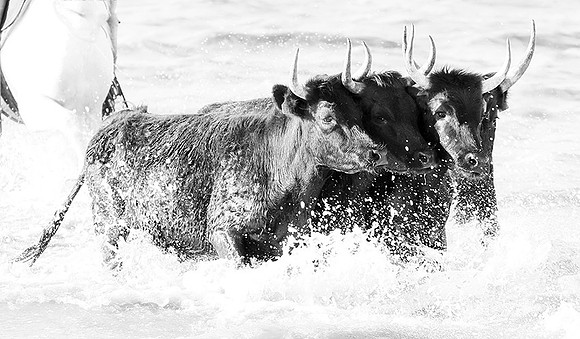 Black bulls - Camargue