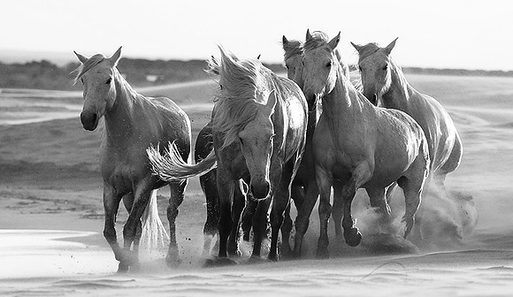 Horses - Camargue