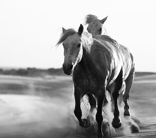 Horses - Camargue