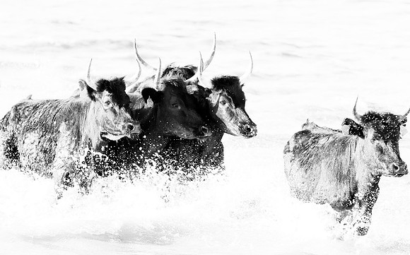 Black bulls - Camargue