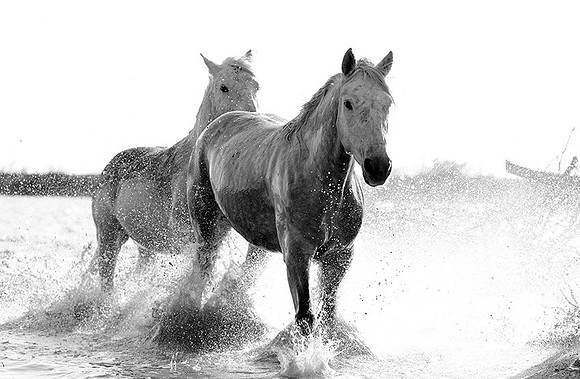 Camargue