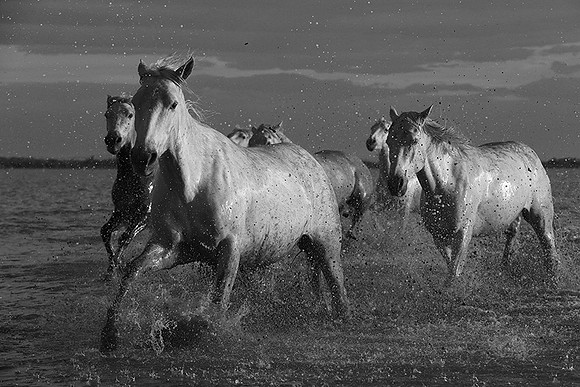 Horses in the water - Camargue