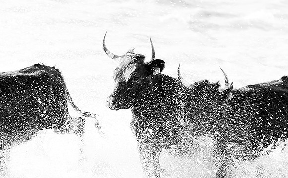 Black bulls - Camargue