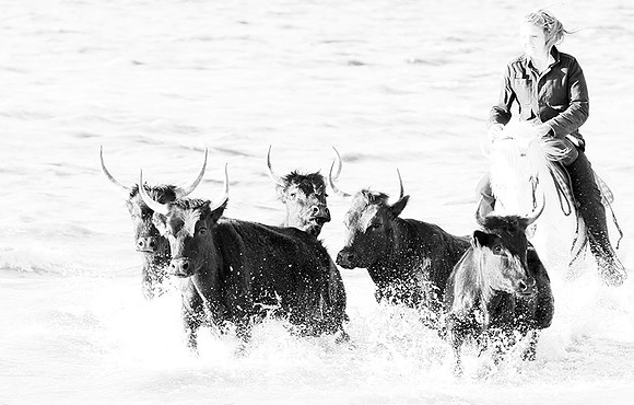 Black bulls - Camargue