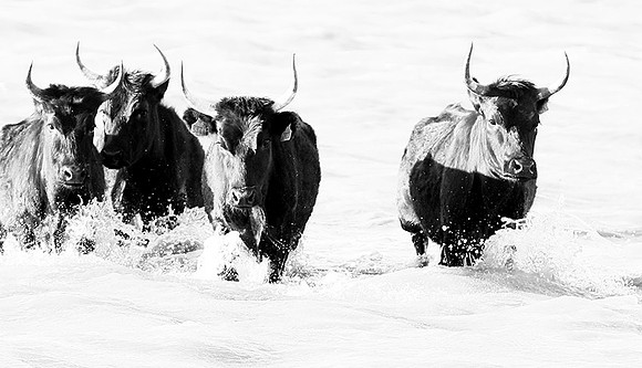 Black bulls - Camargue