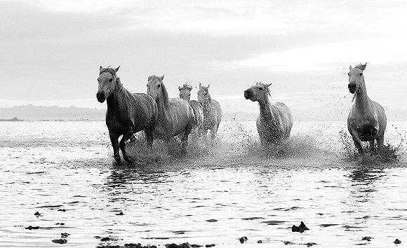 Horses - Camargue