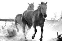 Camargue