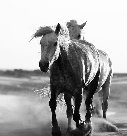 Horses - Camargue