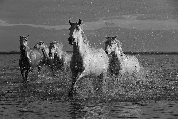 Horses in the water - Camargue