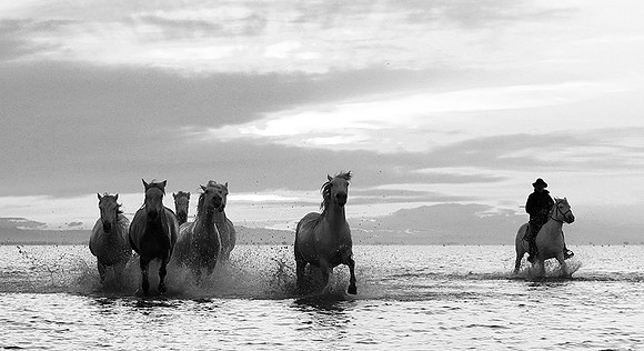 Horses - Camargue