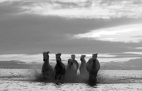 Horses - Camargue