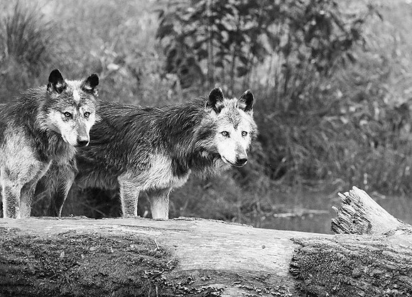 Black wolf - Parc animalier de ste Croix
