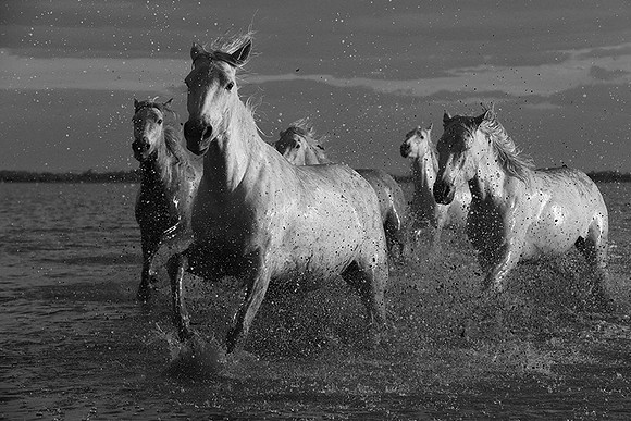 Horses in the water - Camargue
