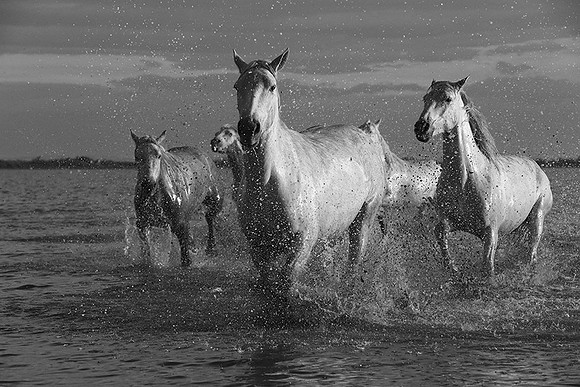 Horses in the water - Camargue
