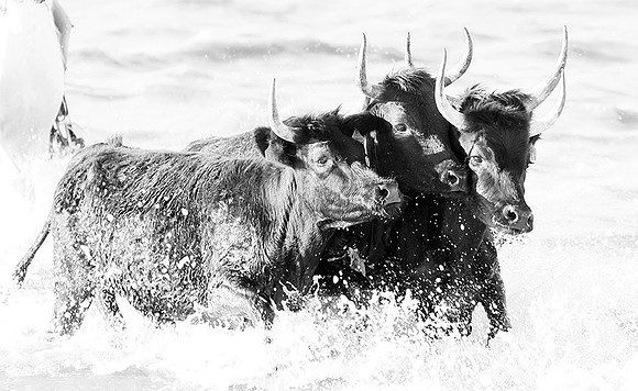 Black bulls - Camargue