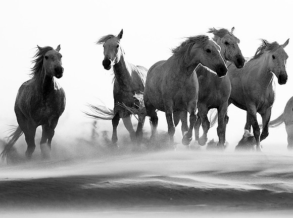 Horses in sand dunes - Camargue