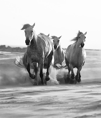 Horses - Camargue