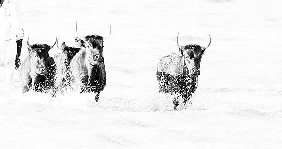 Black bulls - Camargue