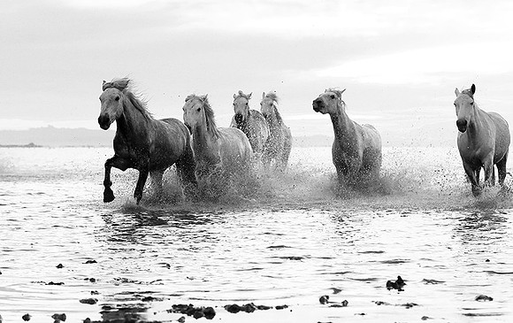 Horses - Camargue