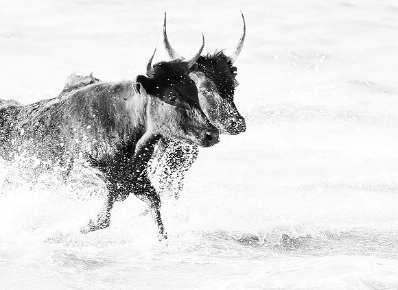 Black bulls - Camargue