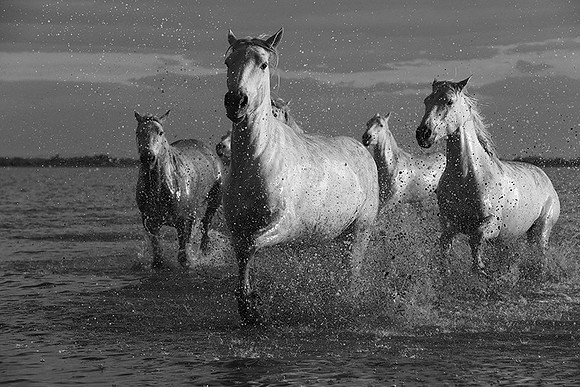 Horses in the water - Camargue