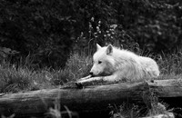 White wolves