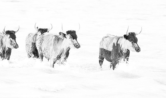 Black bulls - Camargue