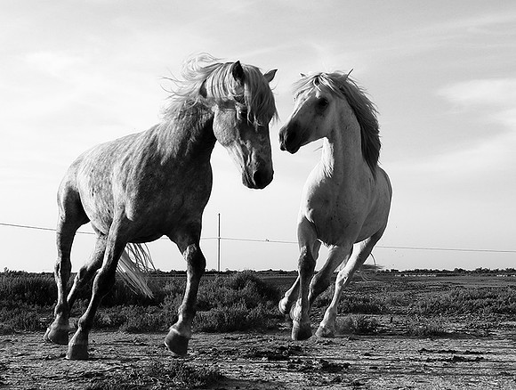 Camargue