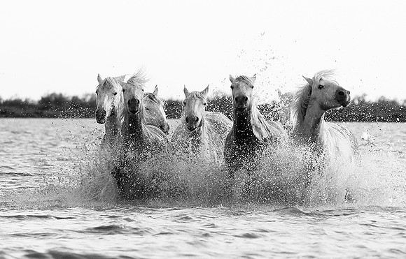 Horses - Camargue