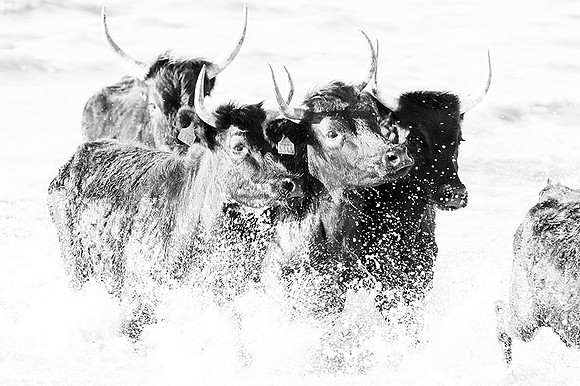 Black bulls - Camargue
