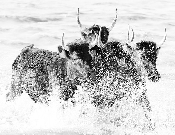 Black bulls - Camargue