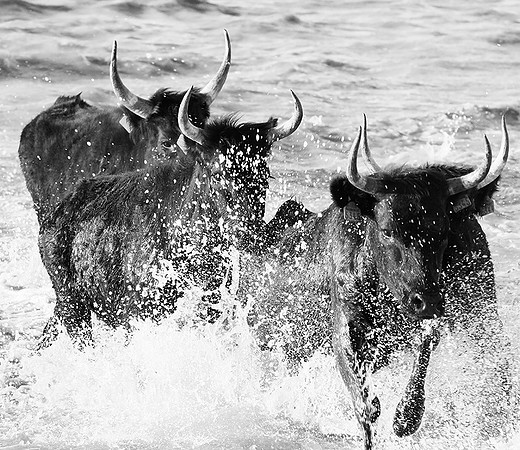 Black bulls - Camargue