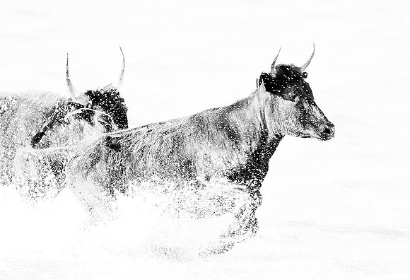 Black bulls - Camargue