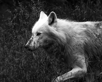 White wolves