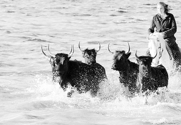 Black bulls - Camargue