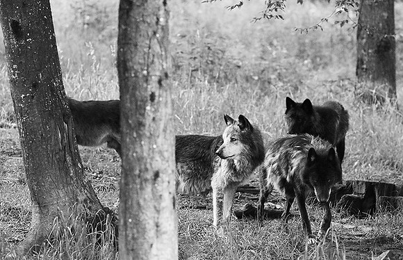 Black wolf - Parc animalier de ste Croix