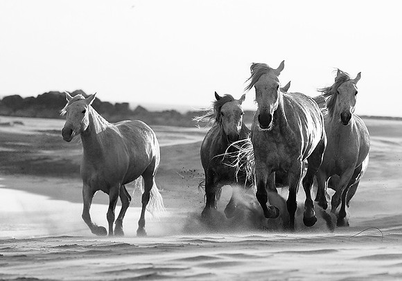 Horses - Camargue